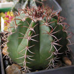 Melocactus matanzanus