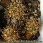 Melocactus oreas