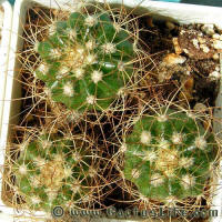 Melocactus oreas