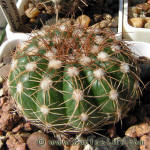 Notocactus uebelmannianus HU78