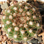 Notocactus uebelmannianus HU78