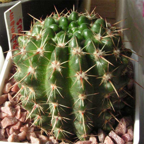 Parodia submammulosa