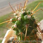 Parodia maassii KK826