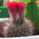 Parodia microsperma