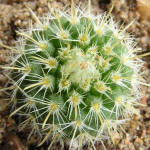 Parodia mutabilis