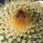 Parodia mutabilis