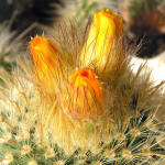 Parodia mutabilis