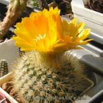 Parodia mutabilis