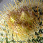 Parodia mutabilis