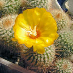 Parodia penicillata v. nivosa