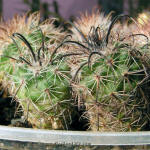 Parodia subterranea