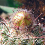 Parodia talaensis P150