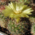 Parodia talaensis P150