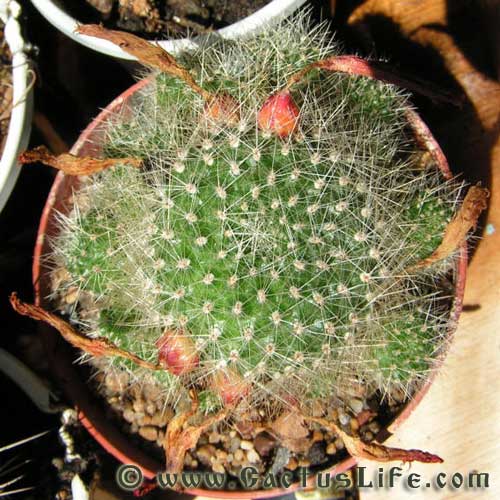 Rebutia Minuscula