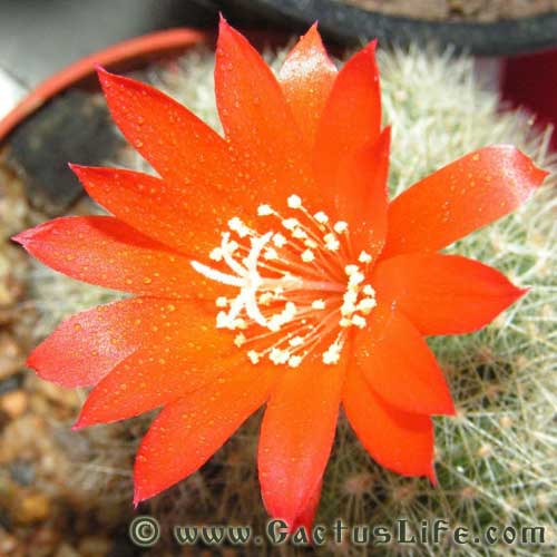 Rebutia Minuscula