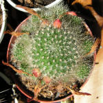 Rebutia Minuscula