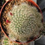 Rebutia Minuscula