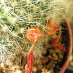Rebutia Minuscula