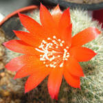 Rebutia Minuscula