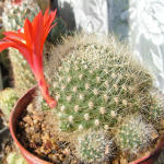 Rebutia Minuscula