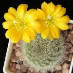 Rebutia aff. senilis