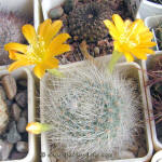 Rebutia aff. senilis