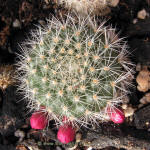 Rebutia senilis