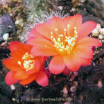 Rebutia senilis