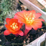 Rebutia senilis