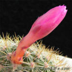 Rebutia violaciflora