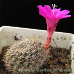 Rebutia violaciflora