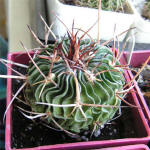 Stenocactus lamellosus