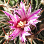 Stenocactus lamellosus