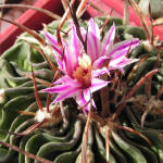 Stenocactus lamellosus