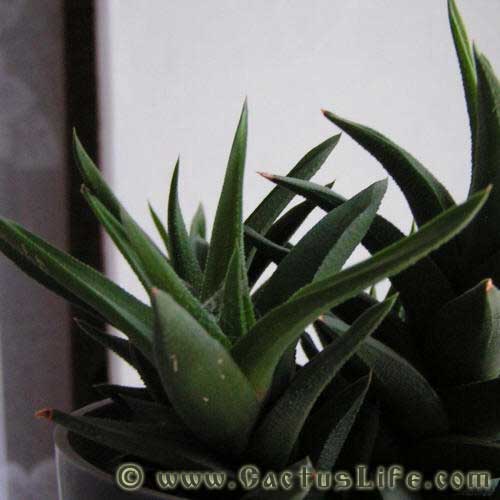 Haworthia tortuosa hybr.