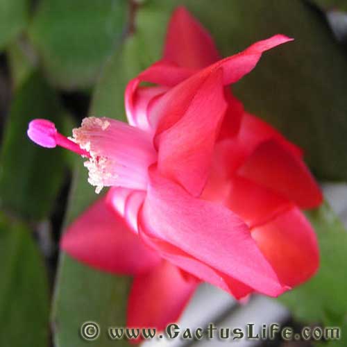 Shlumbergera Truncatus