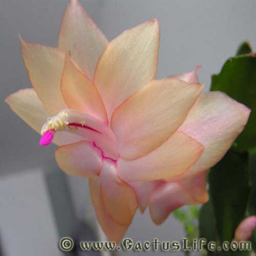 Shlumbergera Truncatus