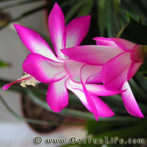 Shlumbergera Truncatus