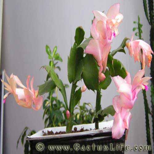 Shlumbergera Truncatus