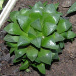 Haworthia retusa