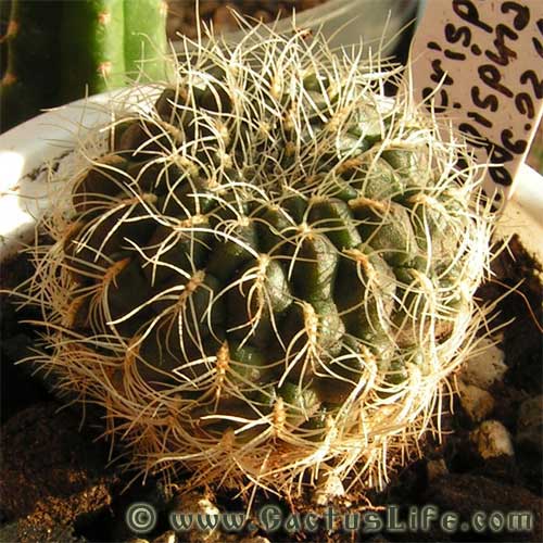 Sulcorebutia cardecrispata f. longispina