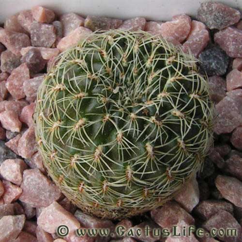 Sulcorebutia cardenasiana HS41