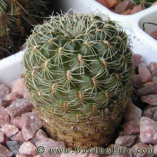 Sulcorebutia cardenasiana HS41