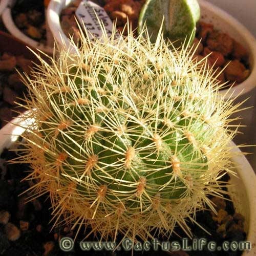 Sulcorebutia flavissima