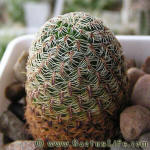 Sulcorebutia pedroensis HS76