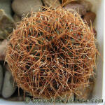 Sulcorebutia pulchra HS78a