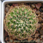 Sulcorebutia purpurea HS25