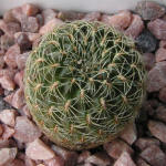 Sulcorebutia cardenasiana HS41