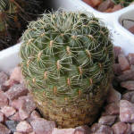 Sulcorebutia cardenasiana HS41