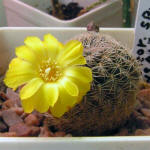 Sulcorebutia cardenasiana HS41